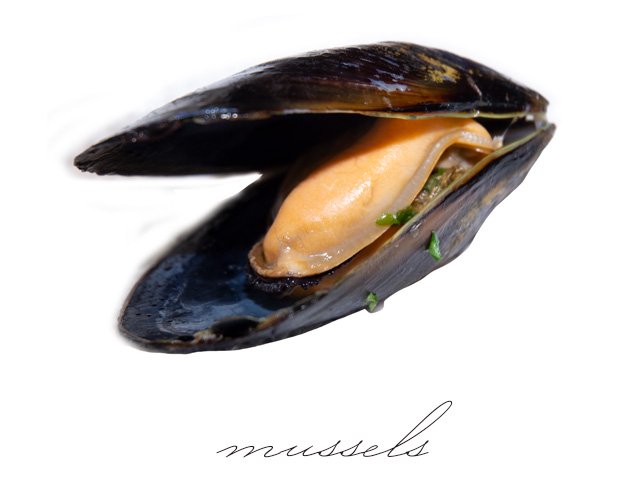 ムール貝 - 広島牡蠣の濱本水産ホームページ・広島牡蠣・あさり・なまこ・ムール貝・通販