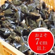 釣り餌:活ムラサキイ貝・牡蠣 - 広島牡蠣の濱本水産 釣り餌:活ムラサキイ貝・牡蠣 - 広島牡蠣の濱本水産