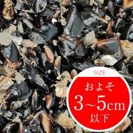 釣り餌：活ムラサキイ貝・牡蠣 - 広島牡蠣の濱本水産