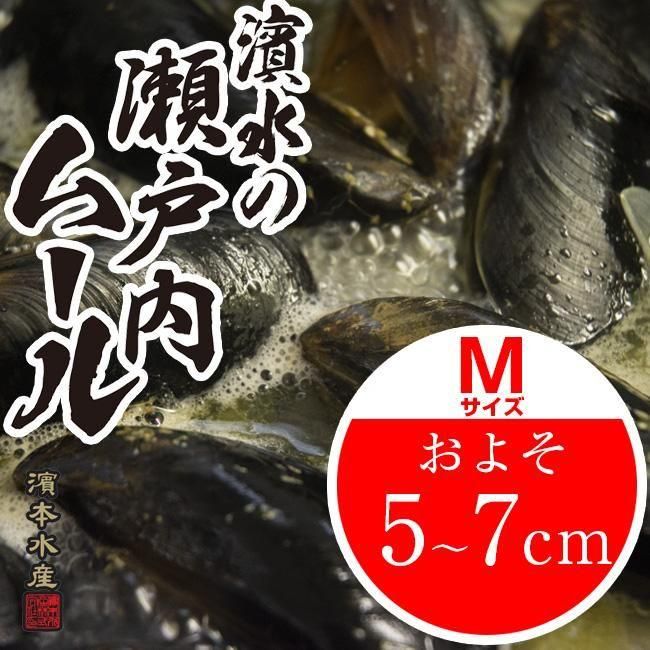 濱水の宮島ムール 活ムール貝 Mサイズ 1kg 広島牡蠣の濱本水産ホームページ 広島牡蠣 あさり なまこ ムール貝 通販