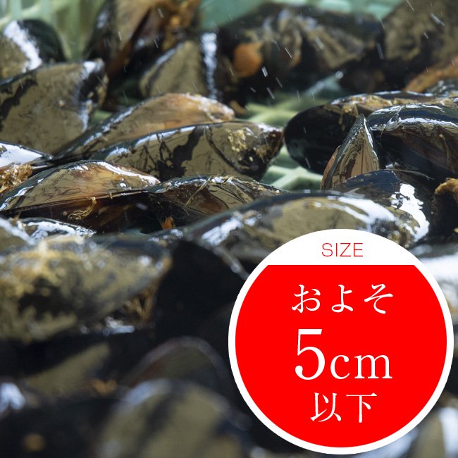 最大66％オフ！ 釣り餌用 生 カラス貝中サイズ 8kg blog2.hix05.com