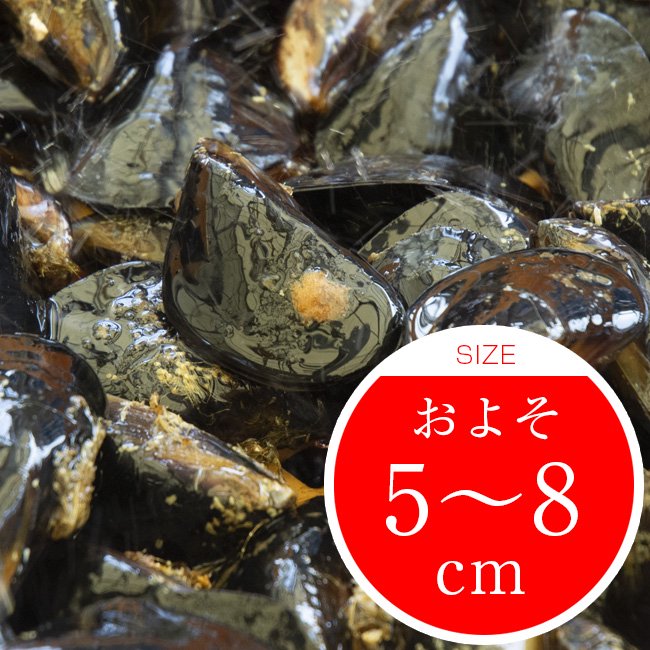 釣り餌 活ムラサキイ貝 選別済みmサイズ 1kg 広島牡蠣の濱本水産ホームページ 広島牡蠣 あさり なまこ ムール貝 通販